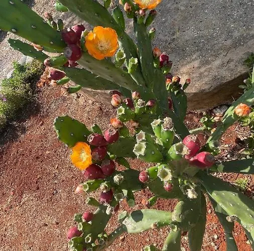 Apartamento Katafigi *